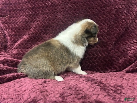 Shetland Sheepdog dogs Dalia - Ad 1