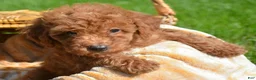 Mini Goldendoodle dogs for sale: Dana Mini Goldendoodle 6 - Ad 2