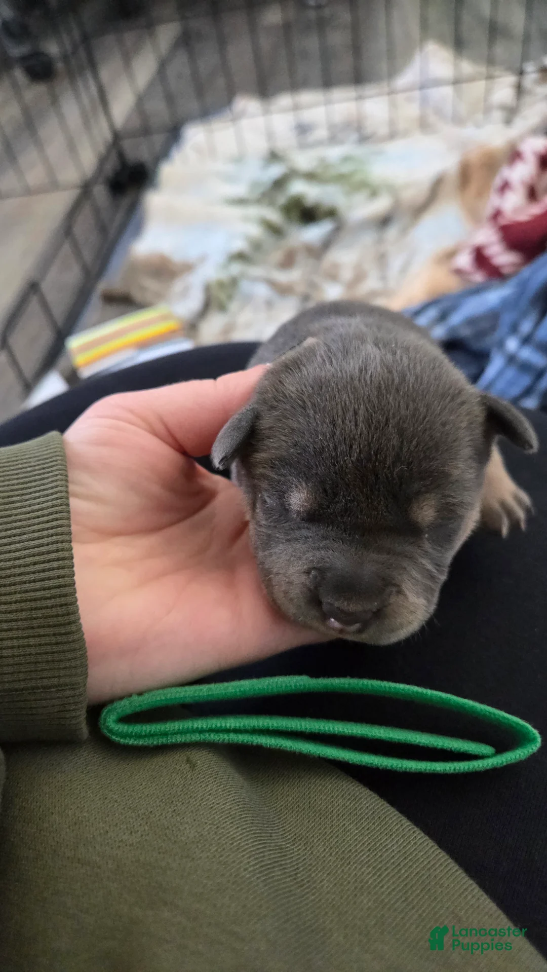 American Bulldog dogs for sale: Blue Tri Male (Green) - Ad 2