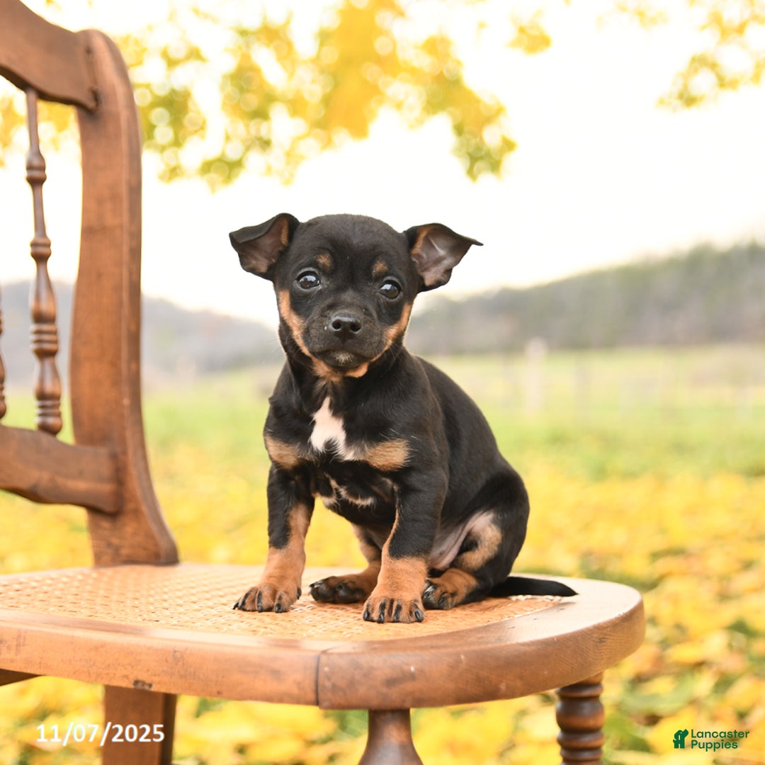 Chihuahua dogs for sale: Flora   - Ad 2