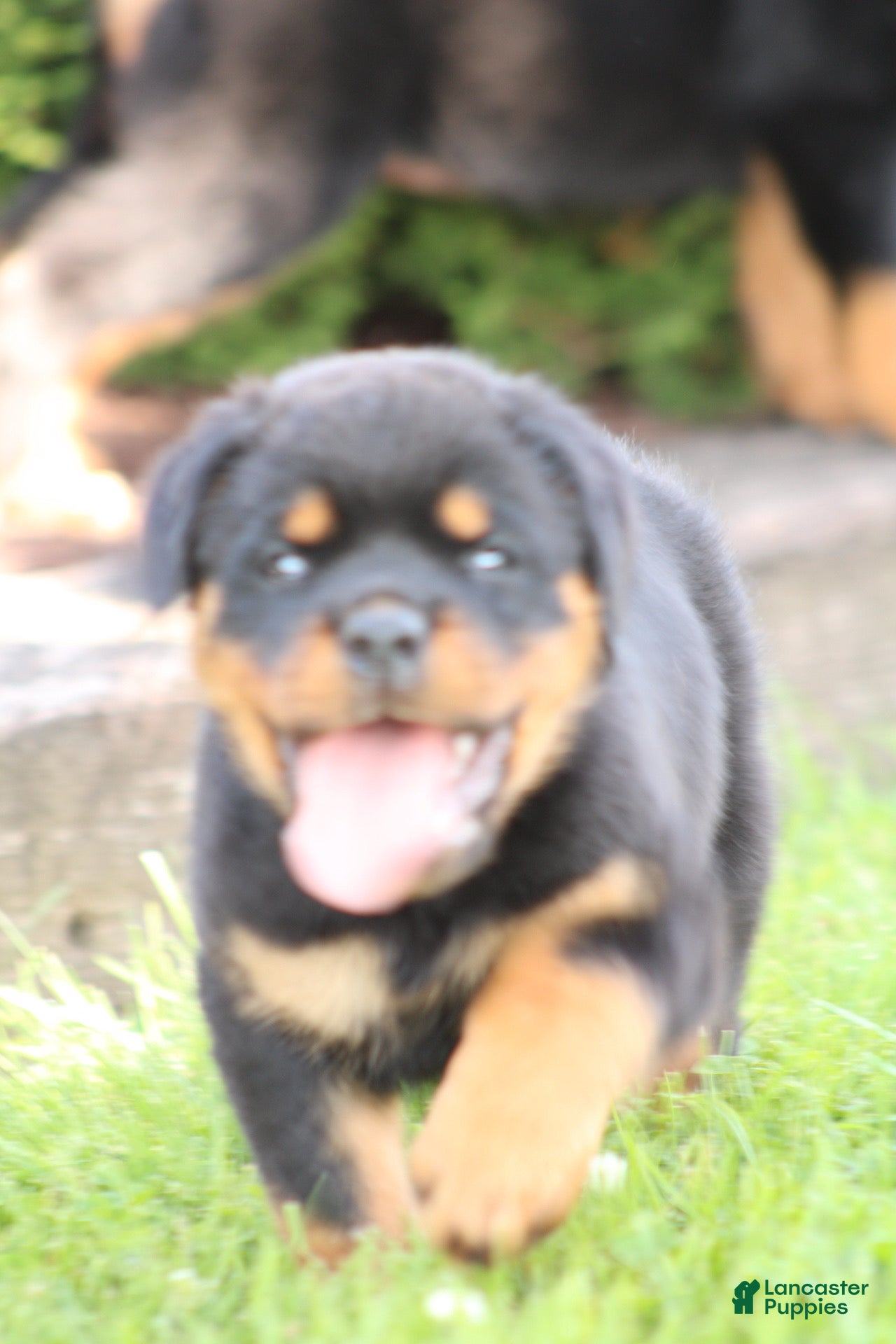 Rottweiler dogs for sale: Dynamite  - Ad 5