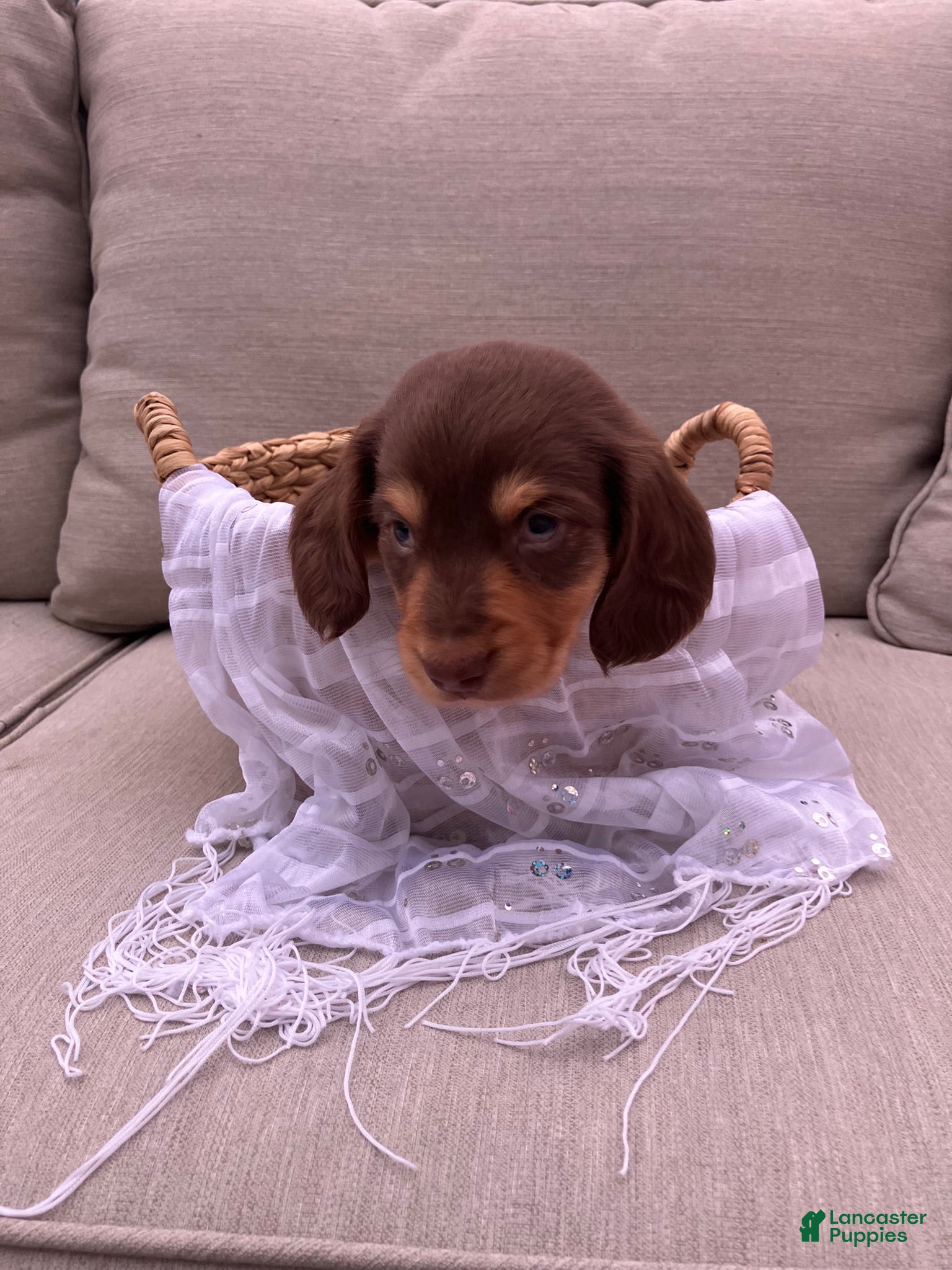 Miniature Dachshund dogs for sale: Charlie  - Ad 4