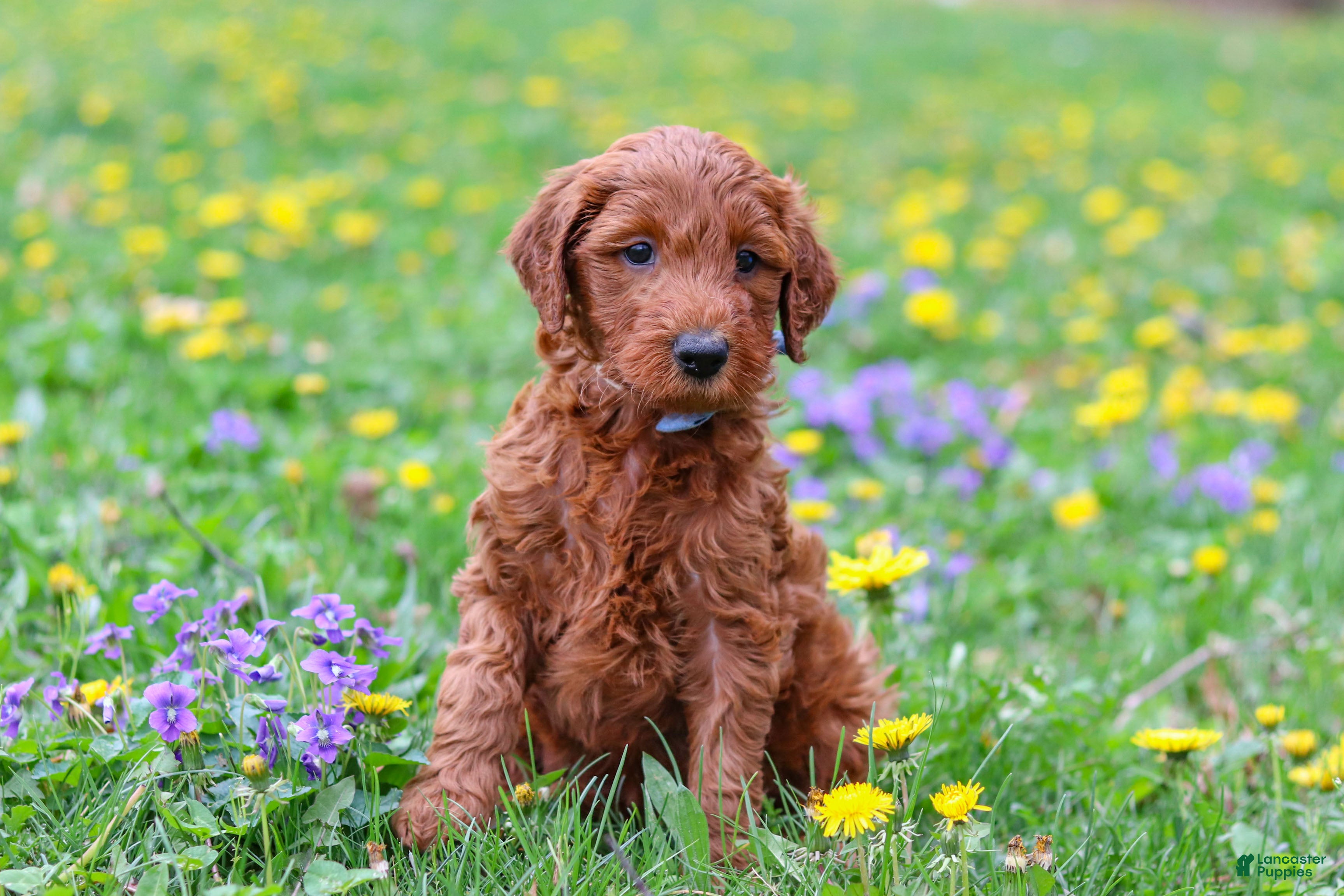 Goldendoodle dogs Calvin F1b - Ad 2