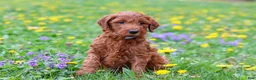 Goldendoodle dogs for sale: Calvin F1b - Ad 2