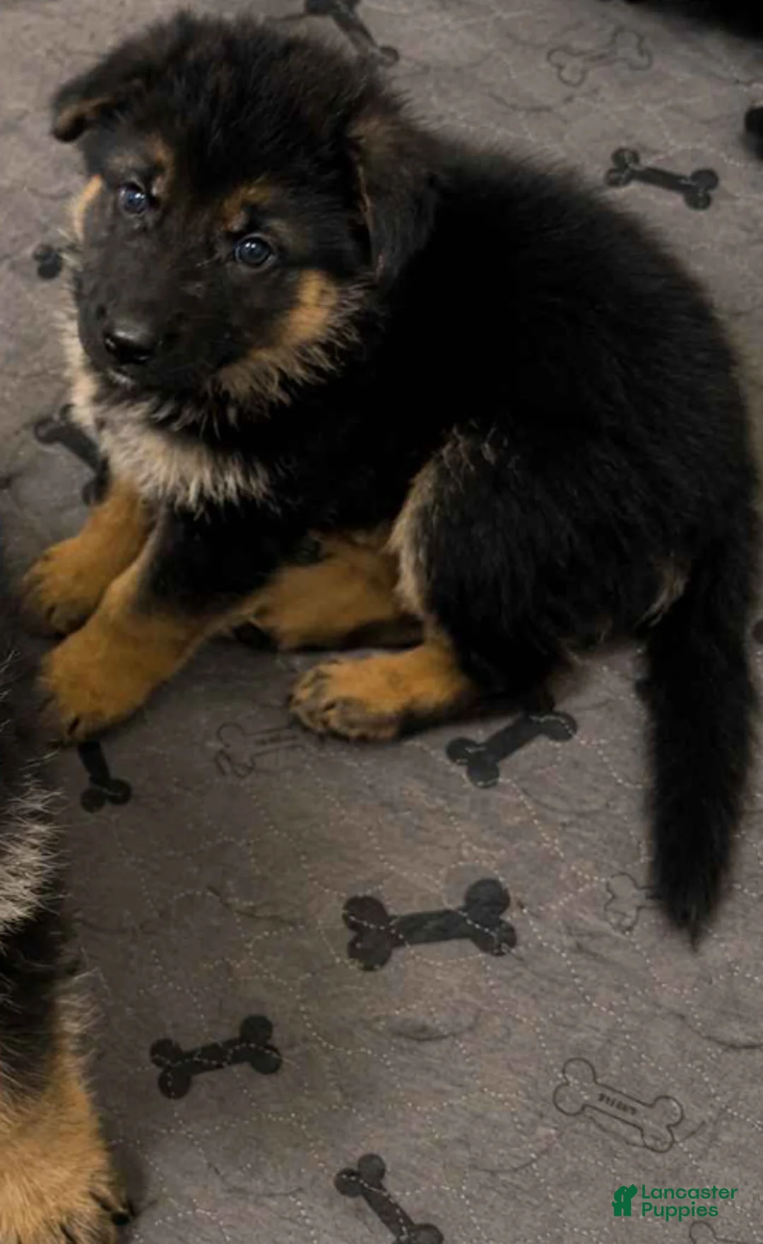 German Shepherd dogs for sale: Girl 2 - Ad 1