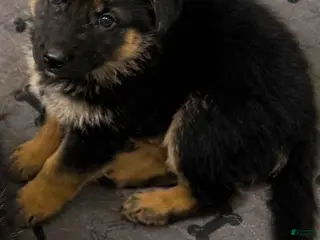German Shepherd dogs Girl 2 - Ad 26