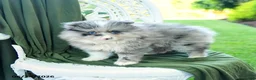 Pomeranian dogs for sale: Albert - Ad 5