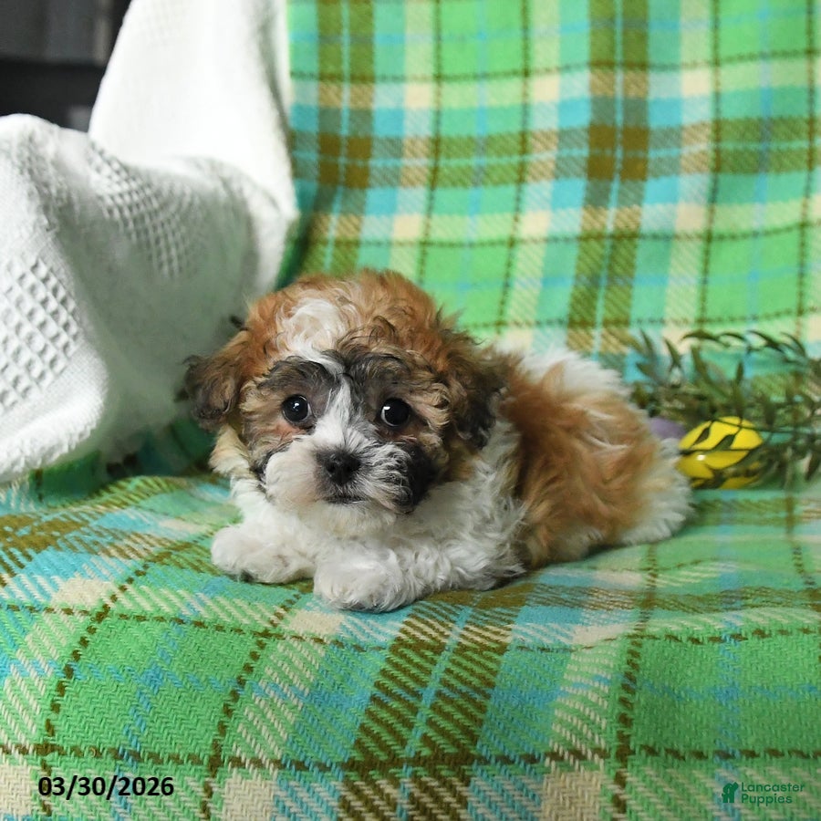 Teddy Bear dogs Millie - Ad 2