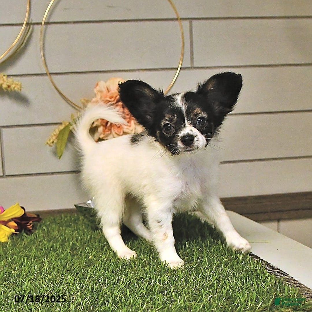 Papillon dogs for sale: Lilah - Ad 12