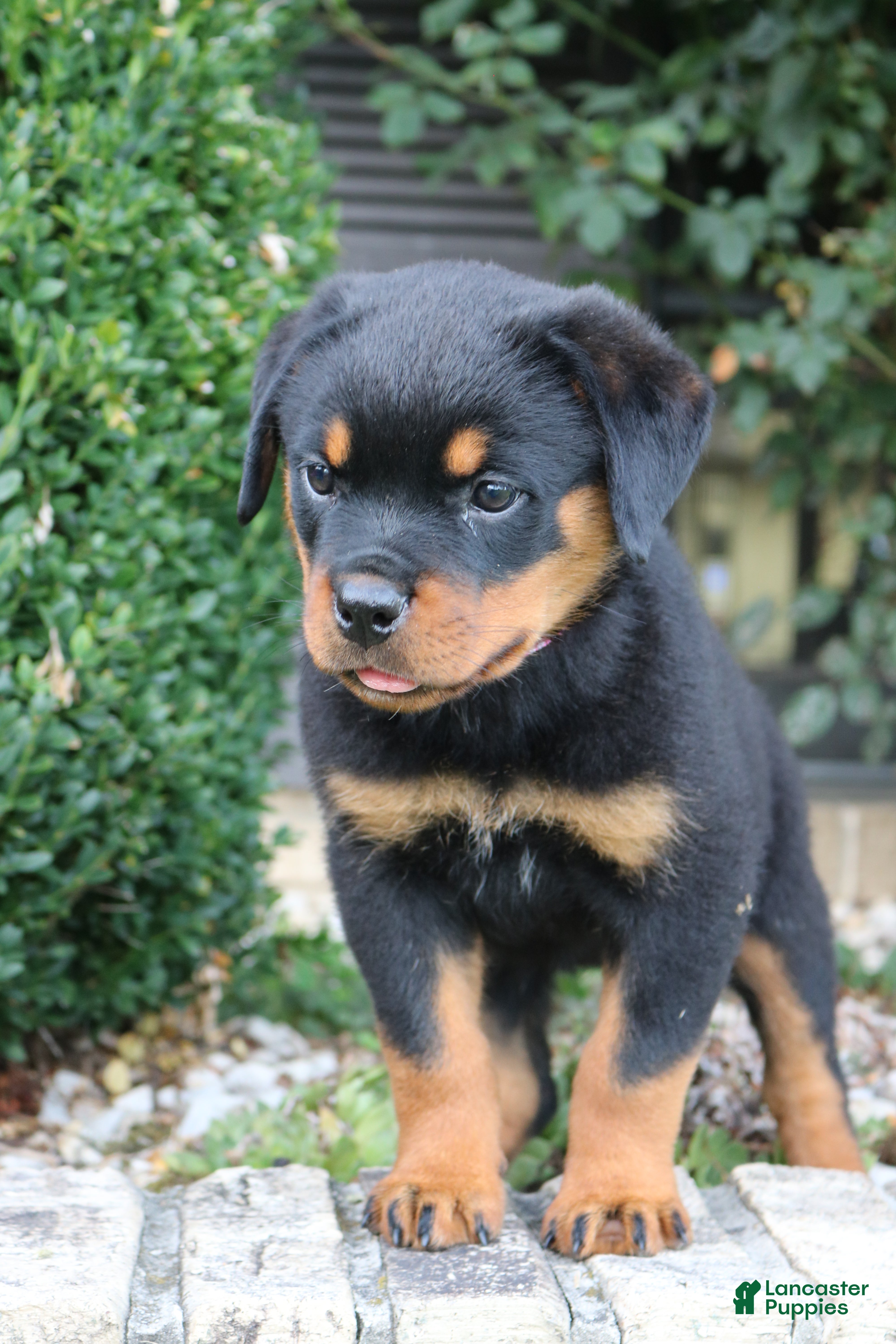 Rottweiler dogs for sale: Lala - Ad 2