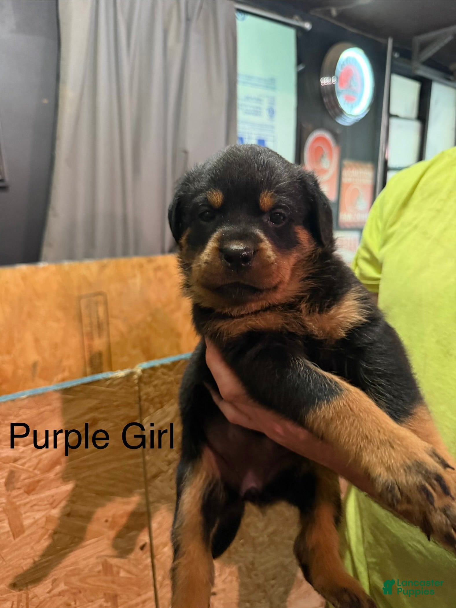 Rottweiler dogs Rottweiler 6 - Ad 2