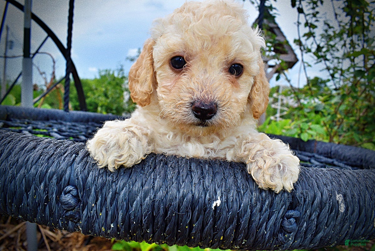 Havapoo dogs Avalon-SUMMER SALE!! $100 off listed price-this week only!  - Ad 2