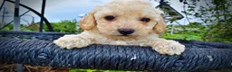 Havapoo dogs for sale: Avalon-SUMMER SALE!! $100 off listed price-this week only!  - Ad 2