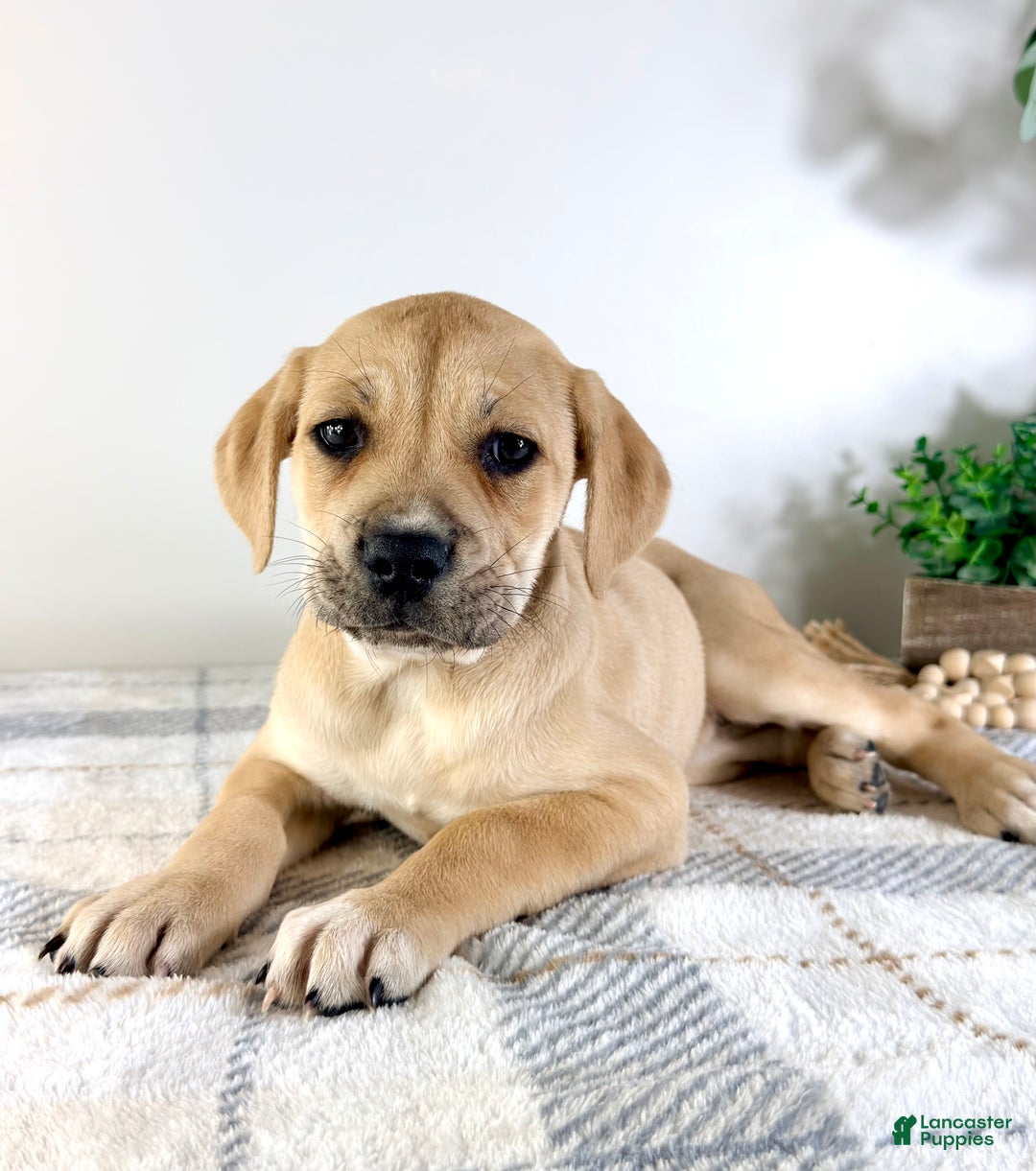 Cane Corso dogs for sale: Nala - Ad 6