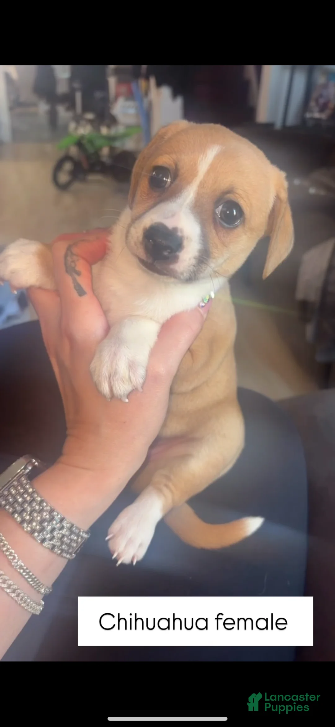 Chihuahua dogs for sale: Chihuahua Puppy 4 - Ad 1