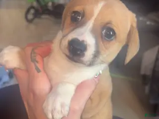 Chihuahua dogs Chihuahua Puppy 4 - Ad 21