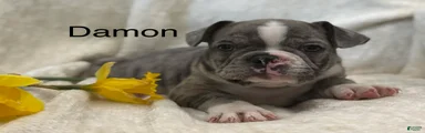 Damon