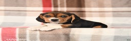 Beagle dogs for sale: Judy - Ad 1