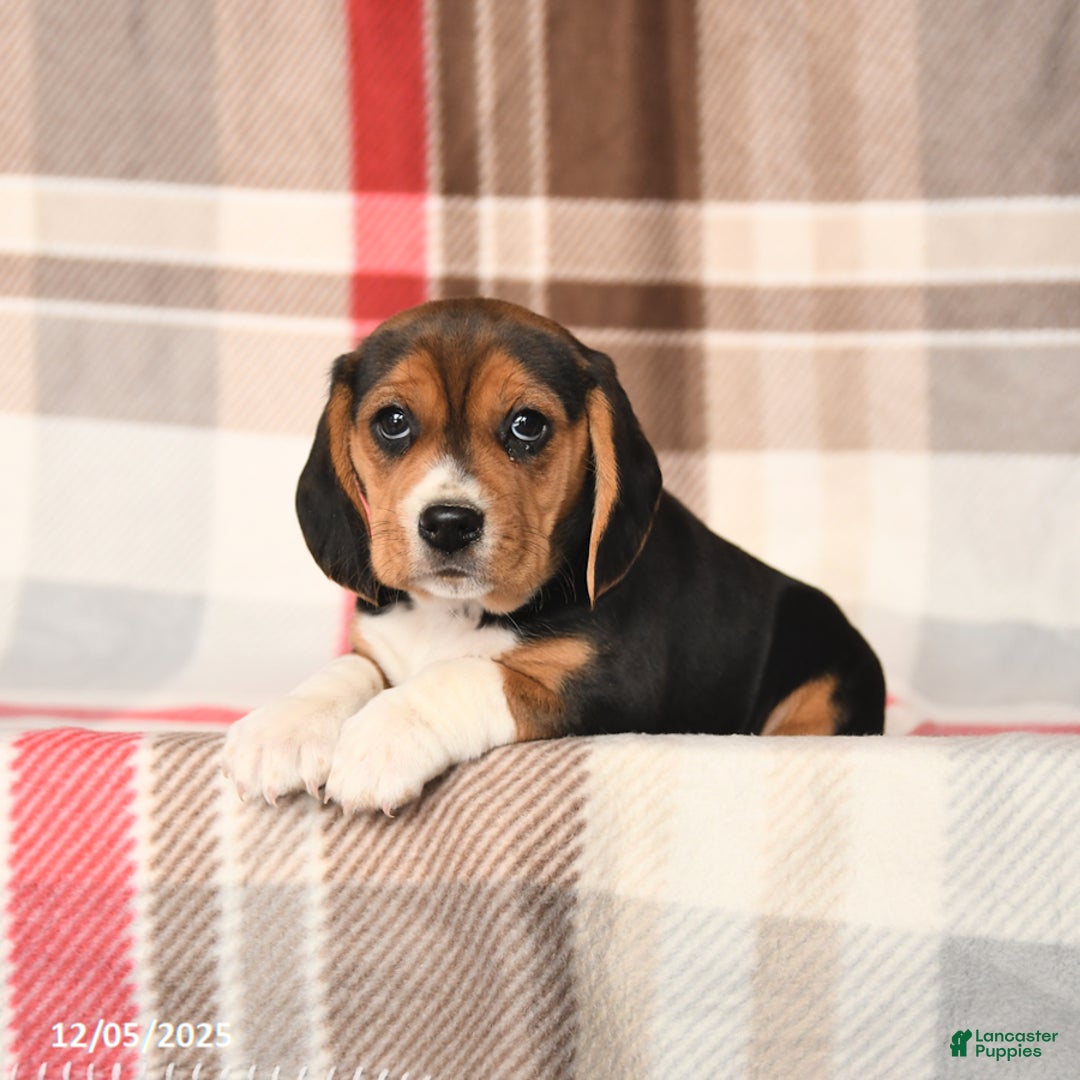Beagle dogs for sale: Judy - Ad 1
