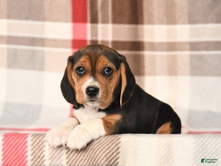Beagle dogs Judy - Ad 20