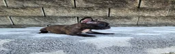 French Bulldog dogs for sale: Jazz - Ad 7