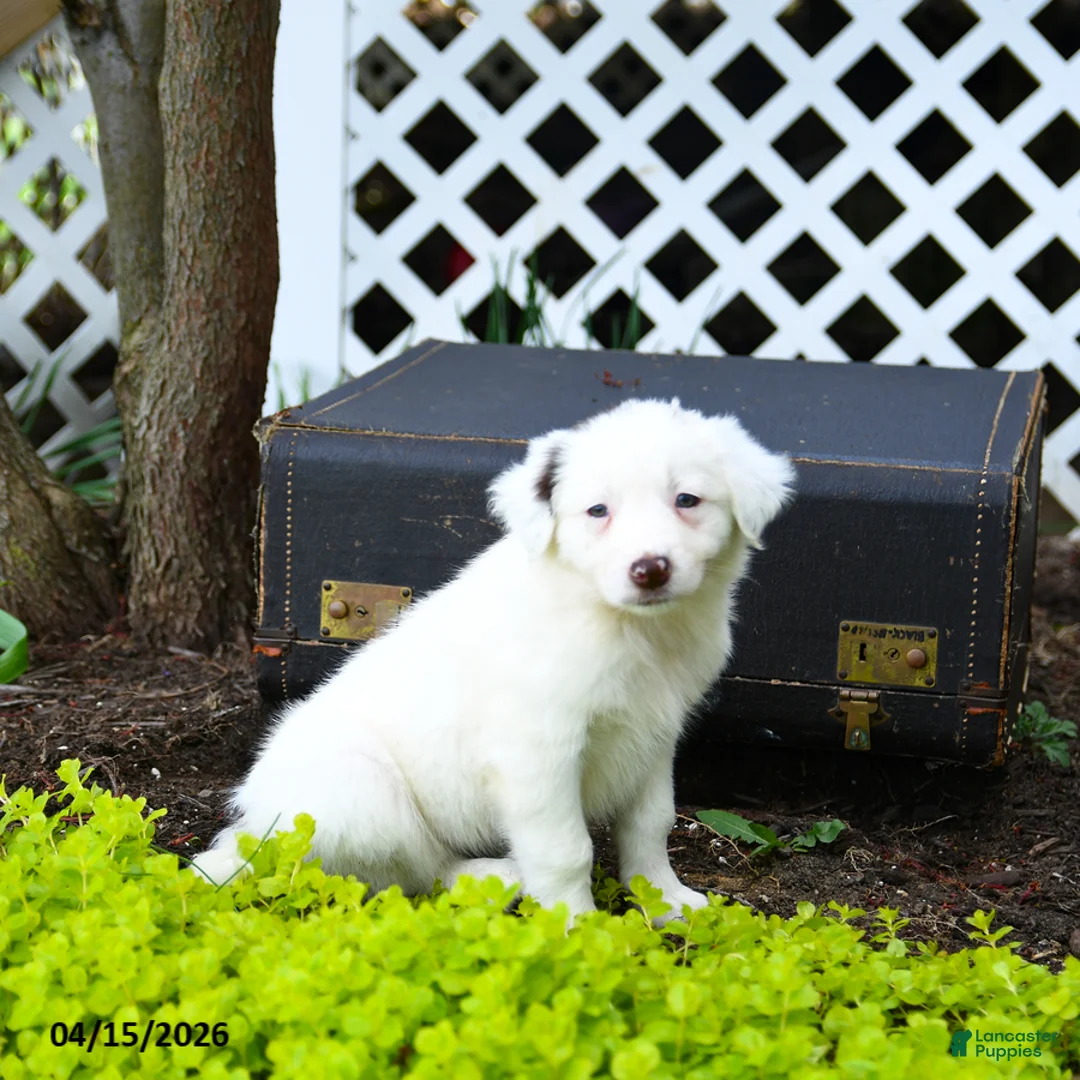Border Collie dogs for sale: Lana - Ad 3