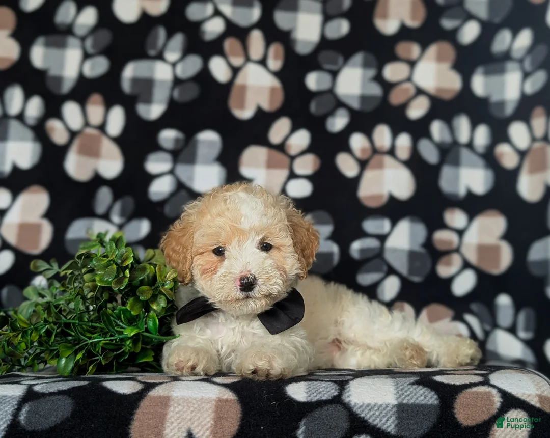 Toy Poodle dogs for sale: Stratford - Ad 5