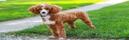 Miniature Poodle dogs for sale: Ramsey - Ad 8