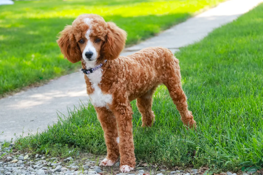 Miniature Poodle dogs for sale: Rozz - Ad 10