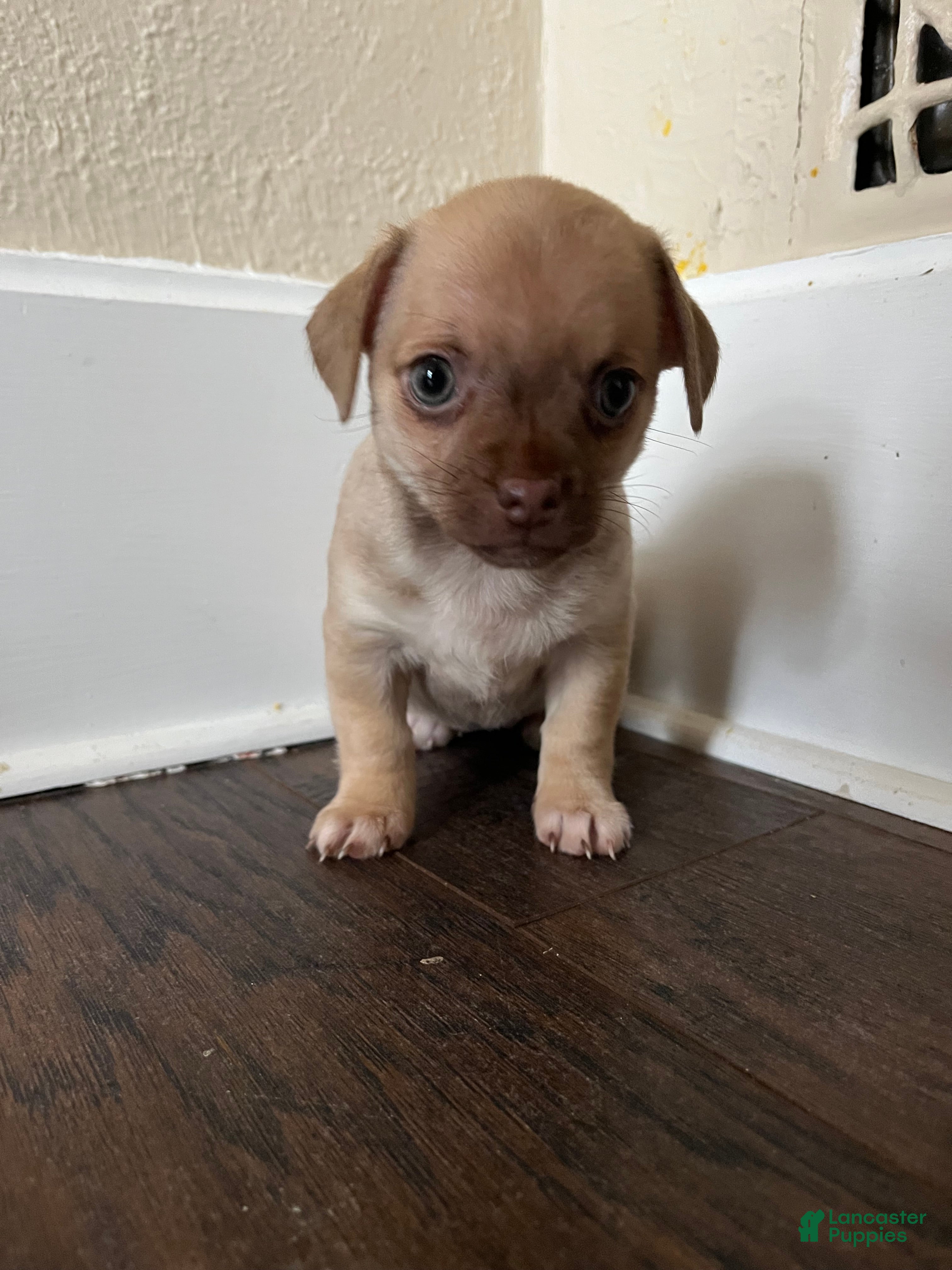 Chihuahua dogs Fiona - Ad 25