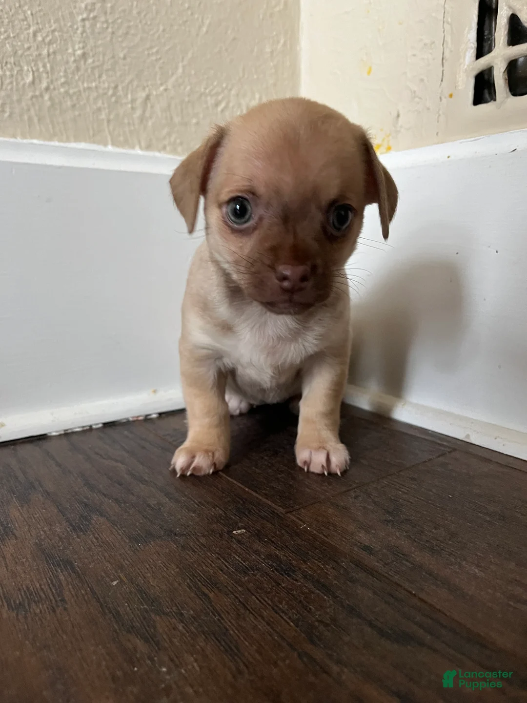 Chihuahua dogs for sale: Fiona - Ad 1