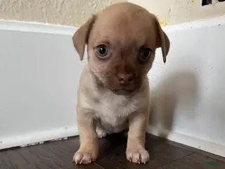 Chihuahua dogs Fiona - Ad 25