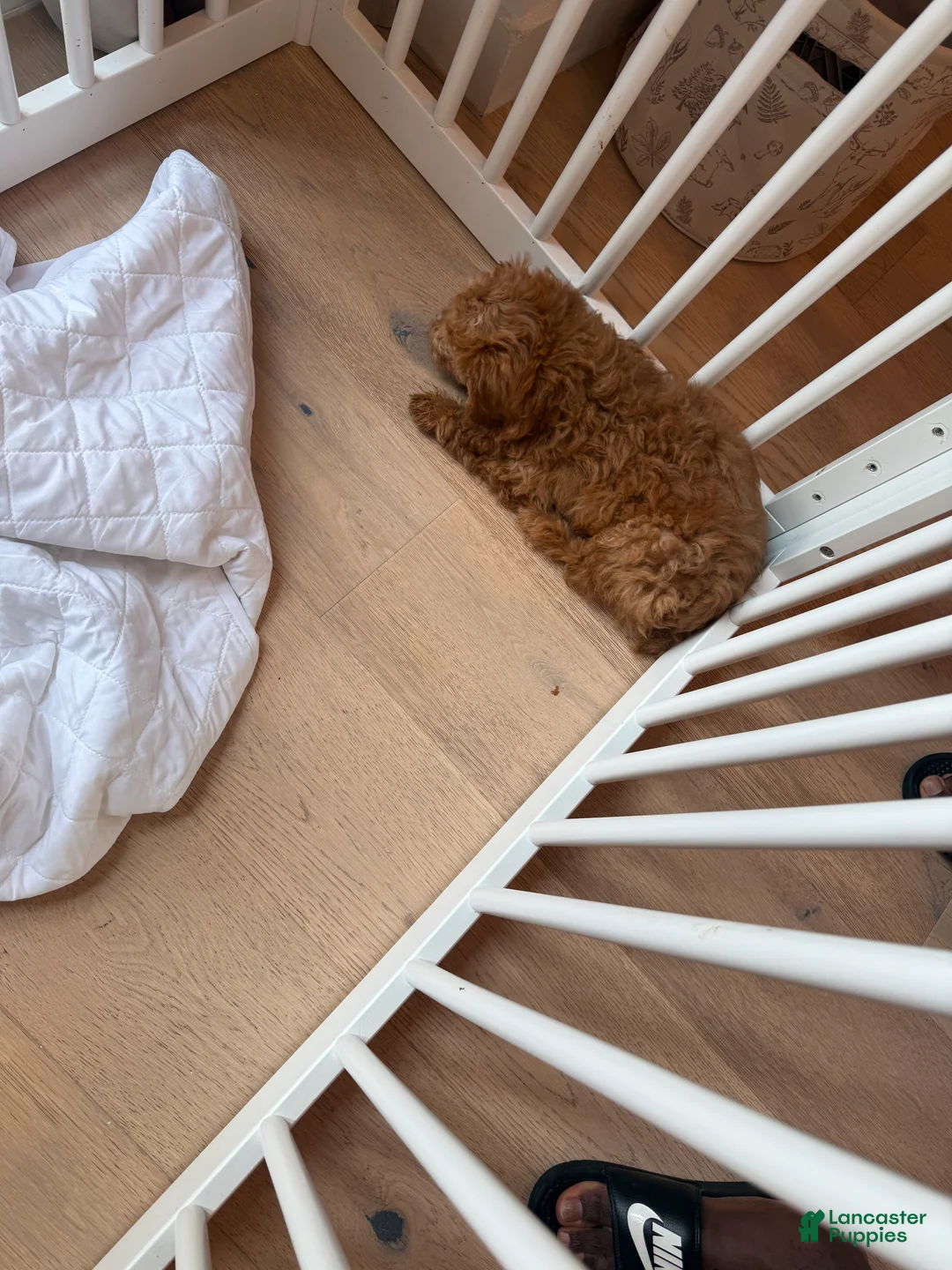 Cockapoo dogs for sale: Rosie  - Ad 4