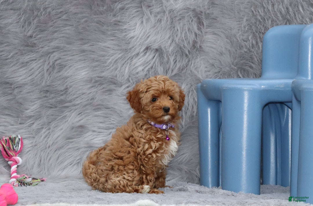 Havapoo dogs for sale: Eva 👨‍👨‍👧‍👦💞🐕 - Ad 11