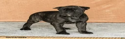Cane Corso dogs for sale: Rochelle - Ad 5