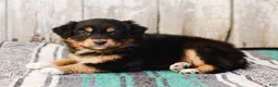 Australian Shepherd dogs for sale: Casey - Ad 4