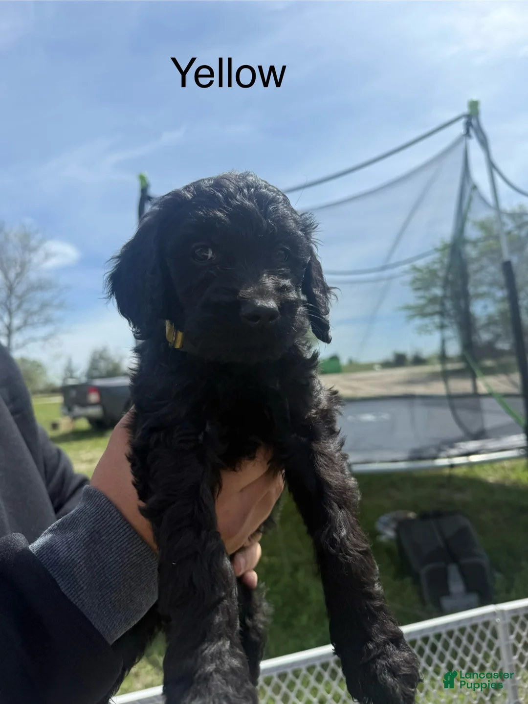 Goldendoodle dogs for sale: Yellow  - Ad 1