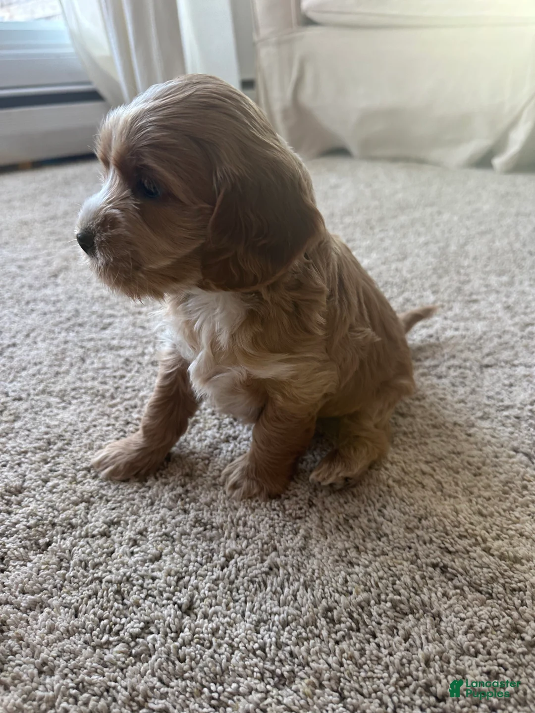 Cockapoo dogs for sale: Chip  - Ad 6