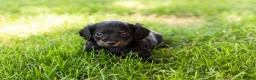 Miniature Dachshund dogs for sale: Bella  - Ad 8