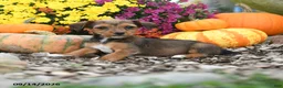 Mixed Breed dogs for sale: Dixie - Ad 1
