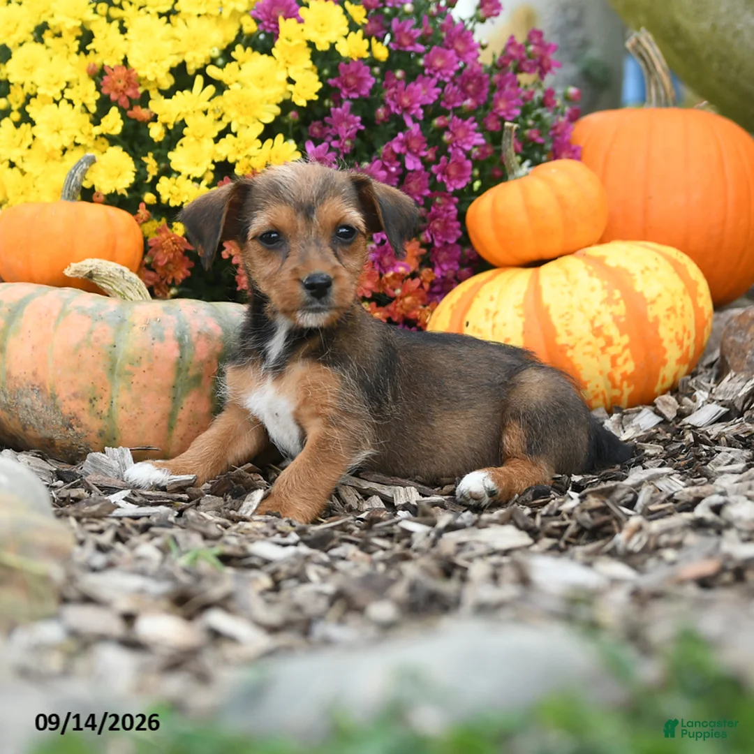 Mixed Breed dogs for sale: Dixie - Ad 1
