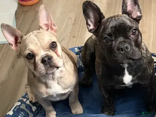 French Bulldog dogs French Bulldog Puppy 2 - Ad 9