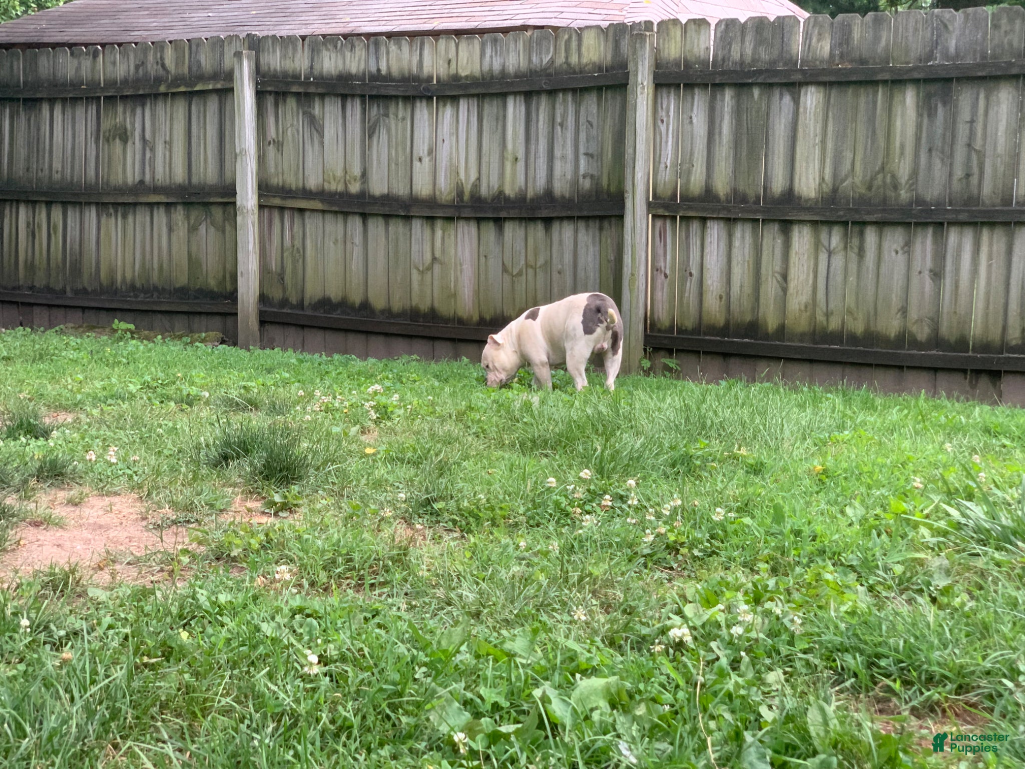 American Bully dogs Puppy 1 - Ad 7