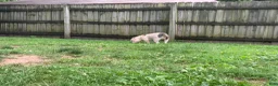 American Bully dogs for sale: Puppy 1 - Ad 1