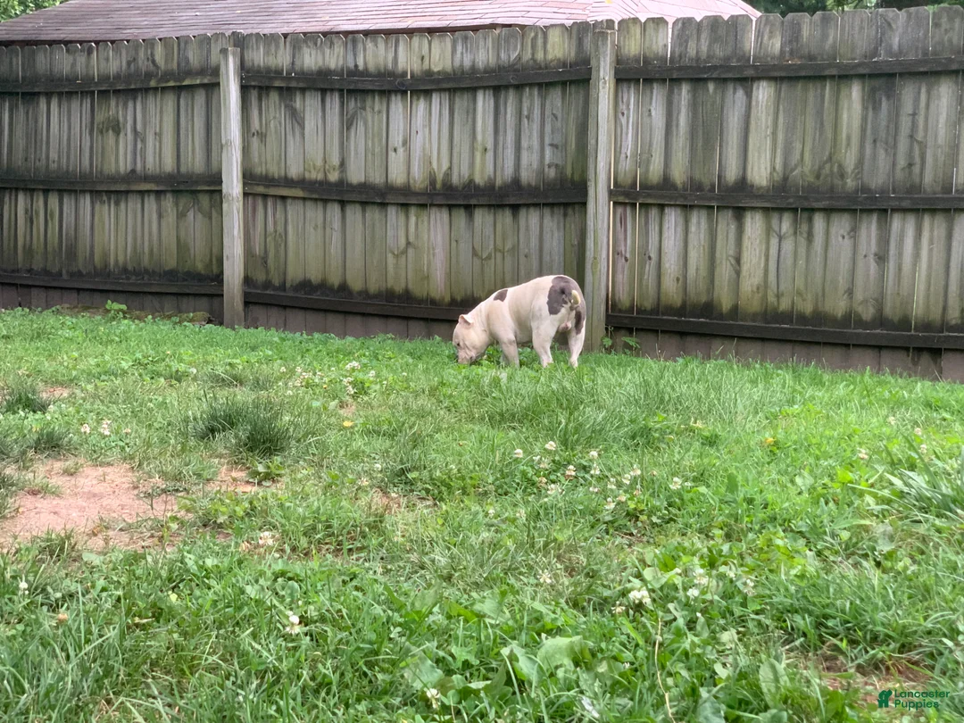 American Bully dogs for sale: Puppy 1 - Ad 1