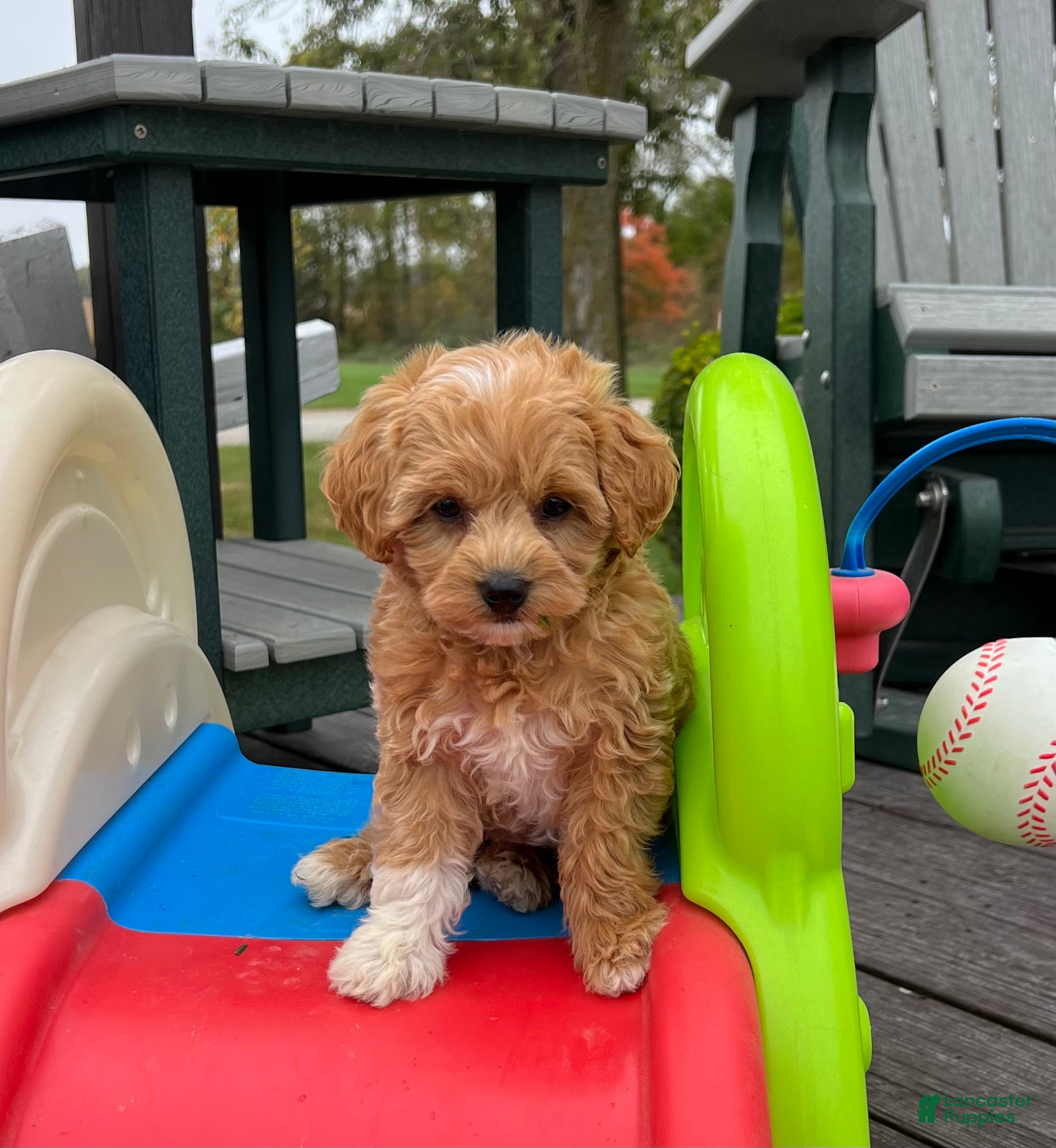 Mini Goldendoodle dogs Toto (Micro Mini Goldendoodle) - Ad 1