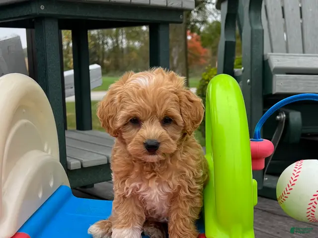 Mini Goldendoodle dogs for sale: Toto (Micro Mini Goldendoodle) - Ad 1