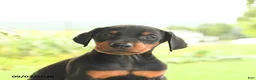 Doberman Pinscher dogs for sale: Astro - Ad 5