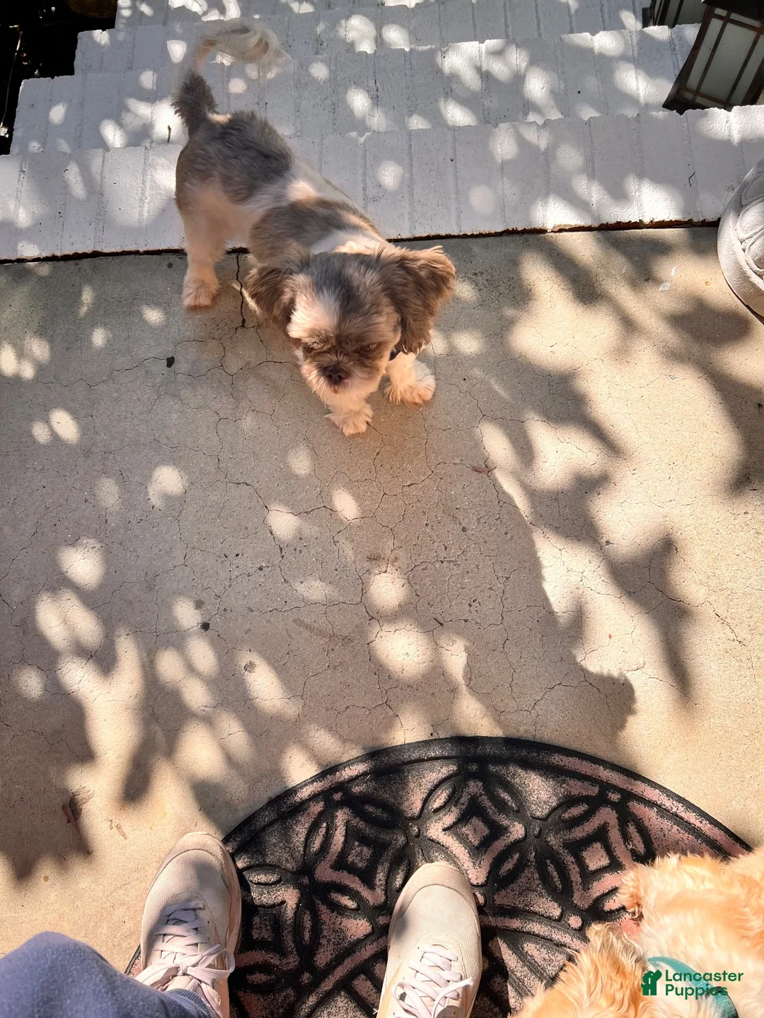 Shih Tzu dogs for sale: Shih Tzu 2 - Ad 2