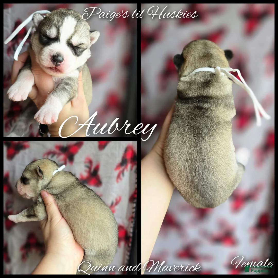 Siberian Husky dogs for sale: Audrey  - Ad 6